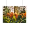 Blooming Orange Tulips Poster