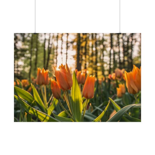 Blooming Orange Tulips Poster