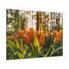 Blooming Orange Tulips Poster