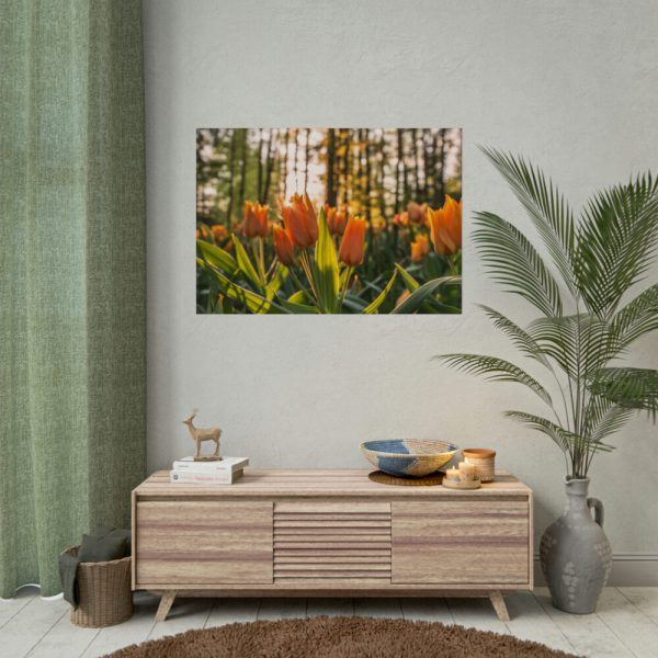 Blooming Orange Tulips Poster