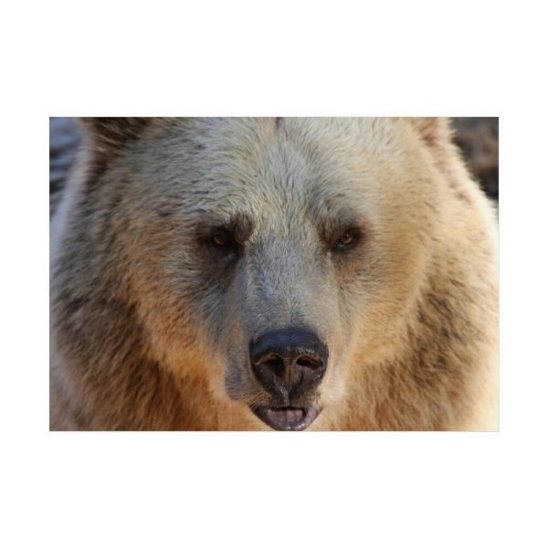 Bear Close up Poster