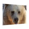 Bear Close up Poster