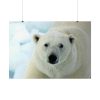 92409-249.jpg Polar Bear Close up Poster