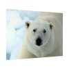 92409-250.jpg Polar Bear Close up Poster