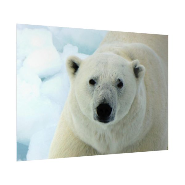 92409-250.jpg Polar Bear Close up Poster