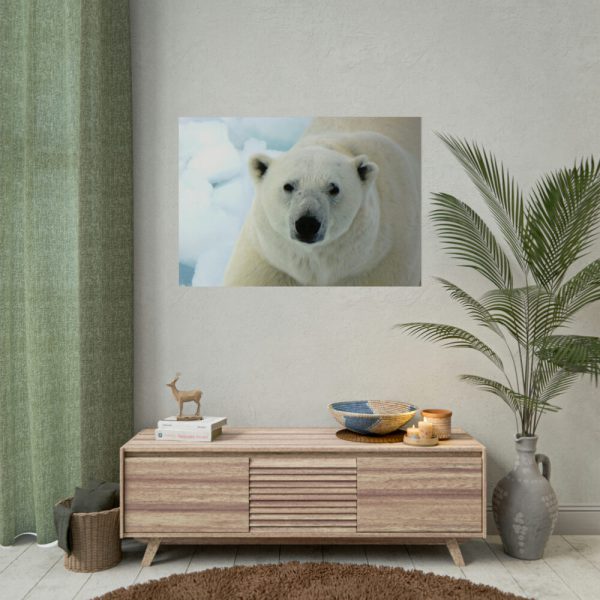 92409-251.jpg Polar Bear Close up Poster