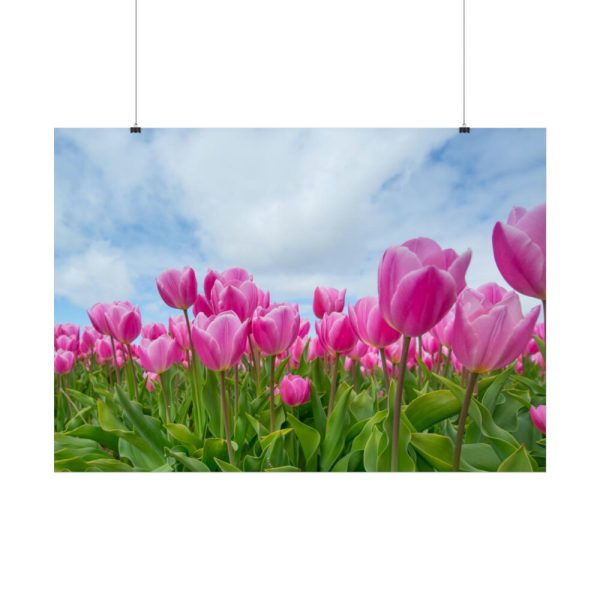 92409-253.jpg Pink Tulip Poster