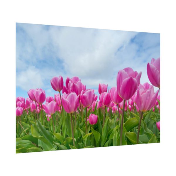 92409-254.jpg Pink Tulip Poster