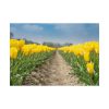 Yellow Tulip Poster