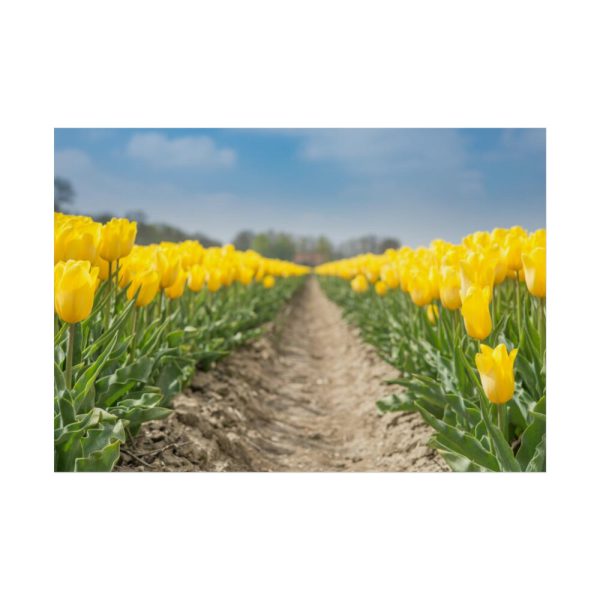Yellow Tulip Poster
