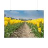 Yellow Tulip Poster