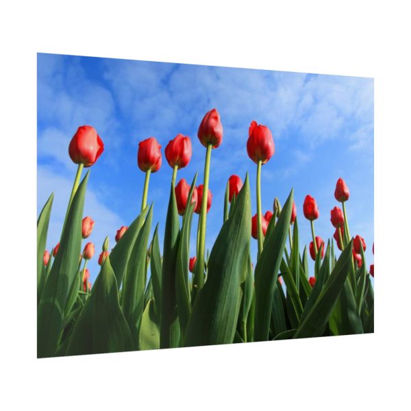 Red Tulip Poster