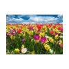 Tulips Beautiful Poster
