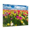 Tulips Beautiful Poster