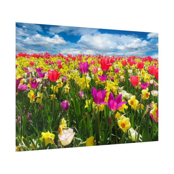 Tulips Beautiful Poster