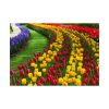 92409-272.jpg Beautiful Blossoms Poster