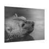 92409-278.jpg Polar Bear Black and White Poster