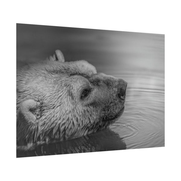92409-278.jpg Polar Bear Black and White Poster