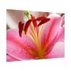 Colorful Pink Poster