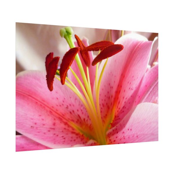Colorful Pink Poster