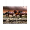 92409-298.jpg Australian Horses Poster