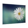 Lonely Daisy Poster