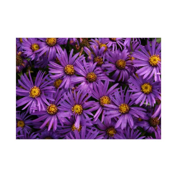 Purple Daisy Poster