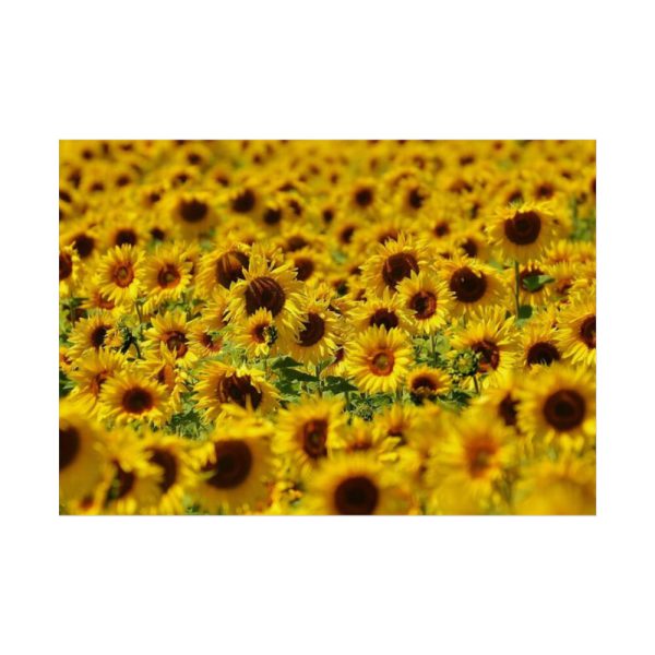 92409-36.jpg Sunflower Farm Poster