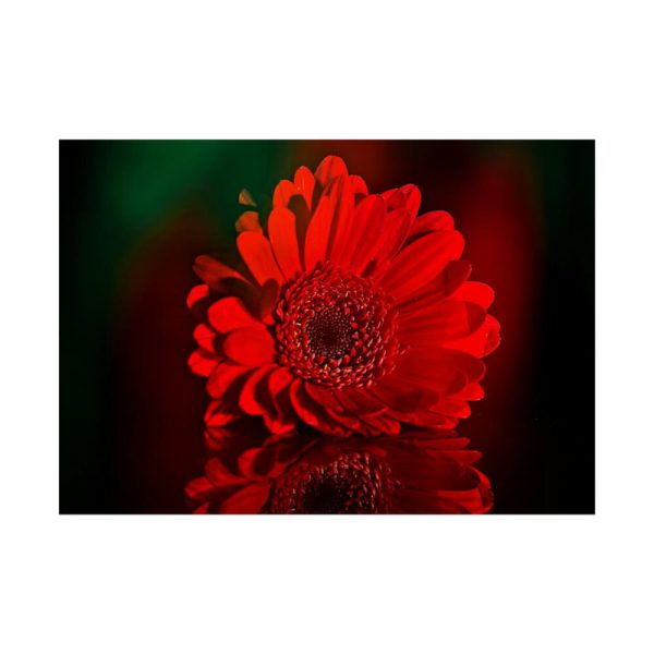 Red Daisy Poster