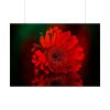 Red Daisy Poster