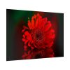 Red Daisy Poster