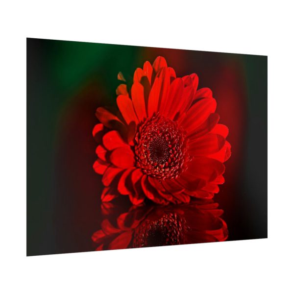 Red Daisy Poster