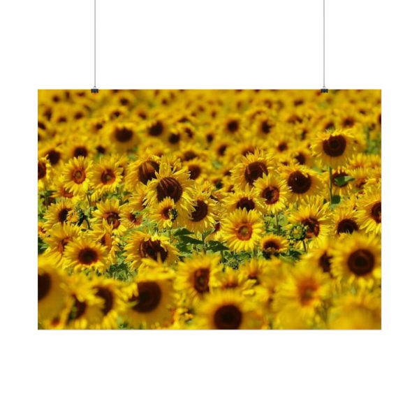 92409-37.jpg Sunflower Farm Poster