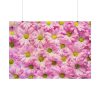 92409-373.jpg Pink Daisies Poster
