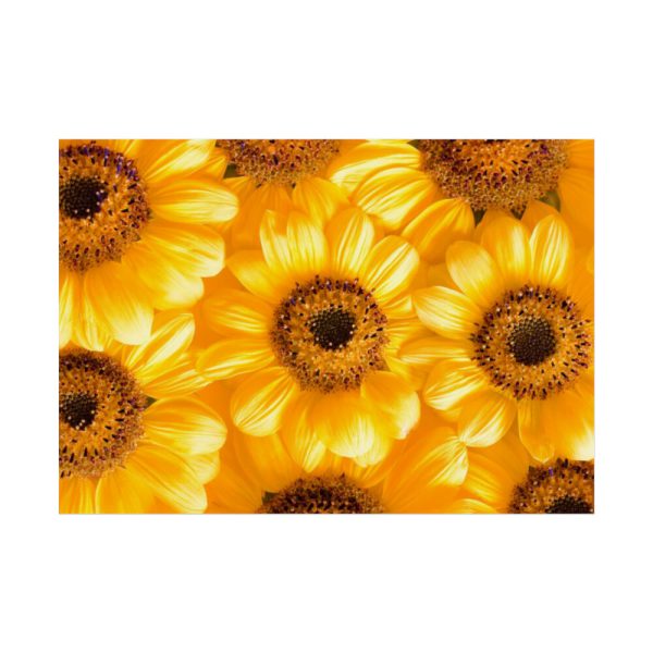 92409-377.jpg Yellow Daisies Poster