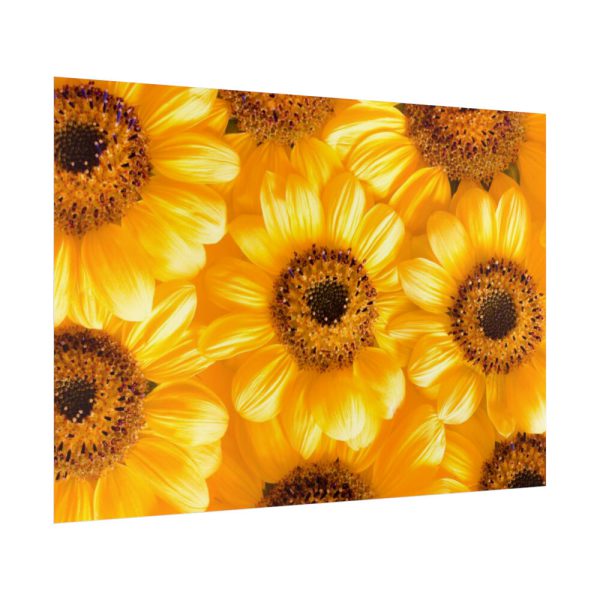 92409-379.jpg Yellow Daisies Poster