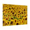 92409-38.jpg Sunflower Farm Poster