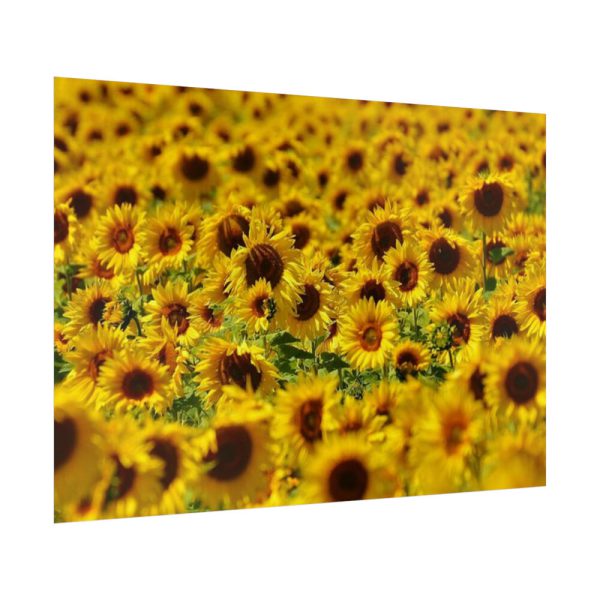 92409-38.jpg Sunflower Farm Poster