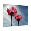 92409-384.jpg Pink Daisy with Blue Sky Poster