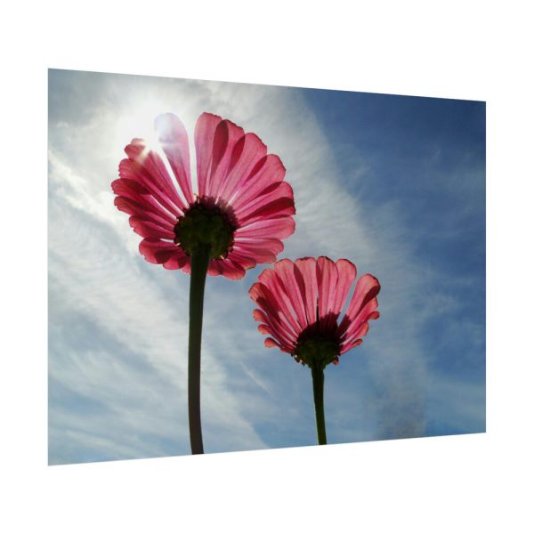 92409-384.jpg Pink Daisy with Blue Sky Poster