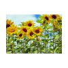 92409-40.jpg Bloom Sunflower Poster
