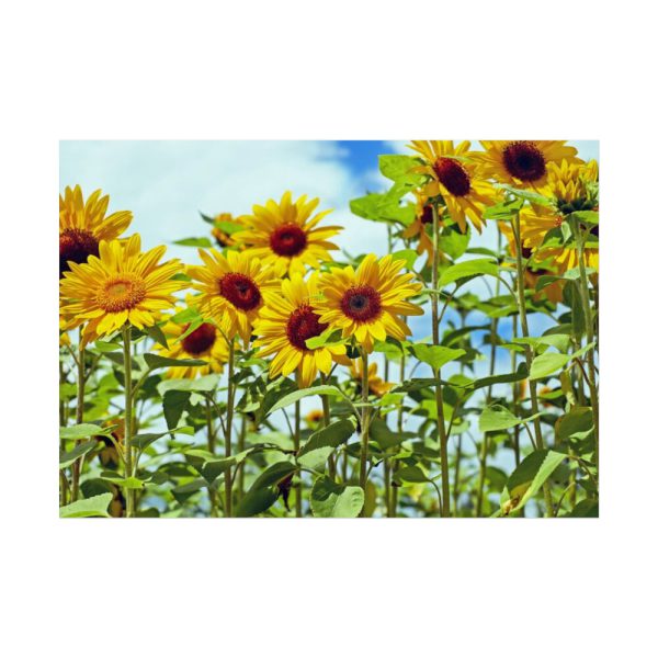 92409-40.jpg Bloom Sunflower Poster