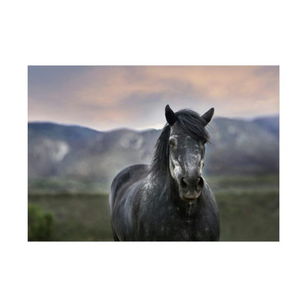 92409-402.jpg Gray Horse Poster
