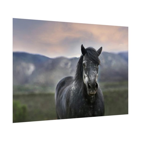 92409-404.jpg Gray Horse Poster
