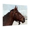 92409-409.jpg The Side of the Head of a Brown Horse Poster
