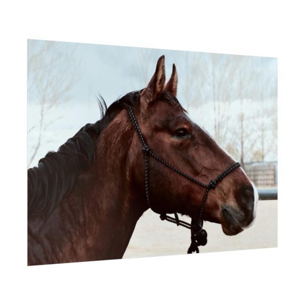 92409-409.jpg The Side of the Head of a Brown Horse Poster