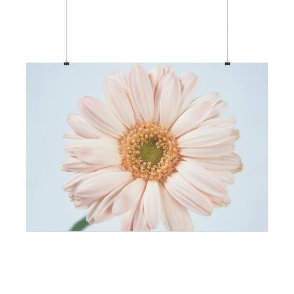 Closeup Daisy Poster