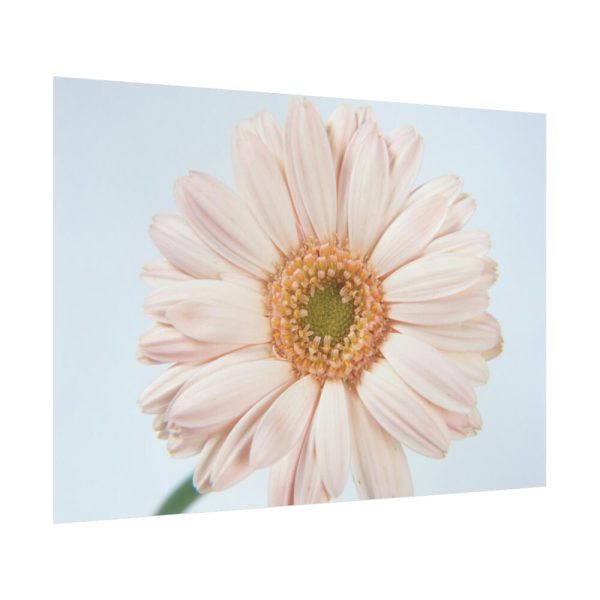 Closeup Daisy Poster