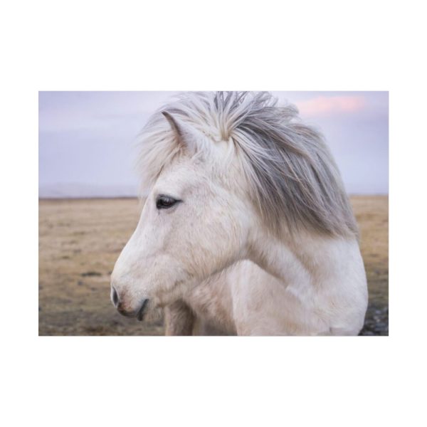 A Close-up of a Gray Horse Poster