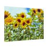 92409-42.jpg Bloom Sunflower Poster